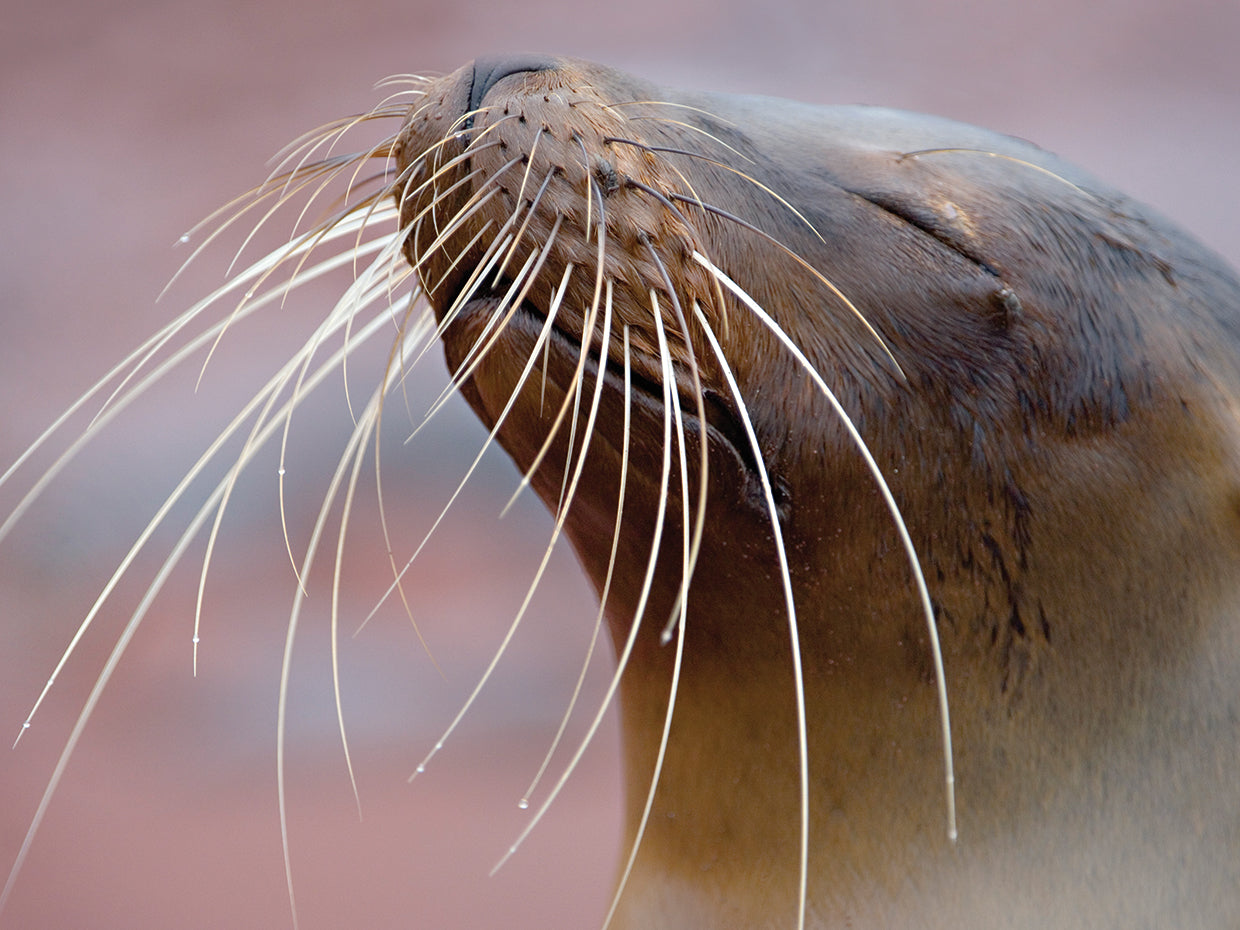 Galapagos Sea Lion