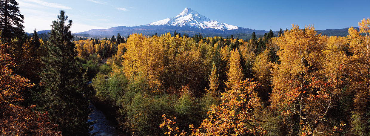 Cottonwood Trees and Mount Hood