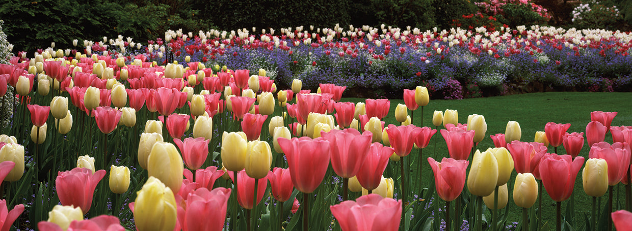 Tulipanes de la bahía de Brentwood Lienzo
