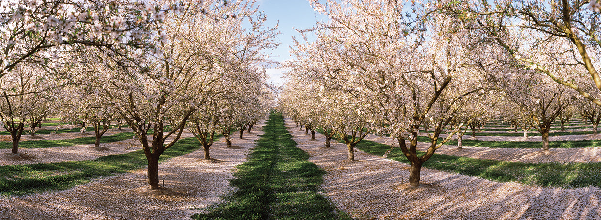 Almond Tree Orchard