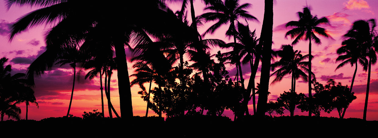 Bright Sunset Palms in Oahu