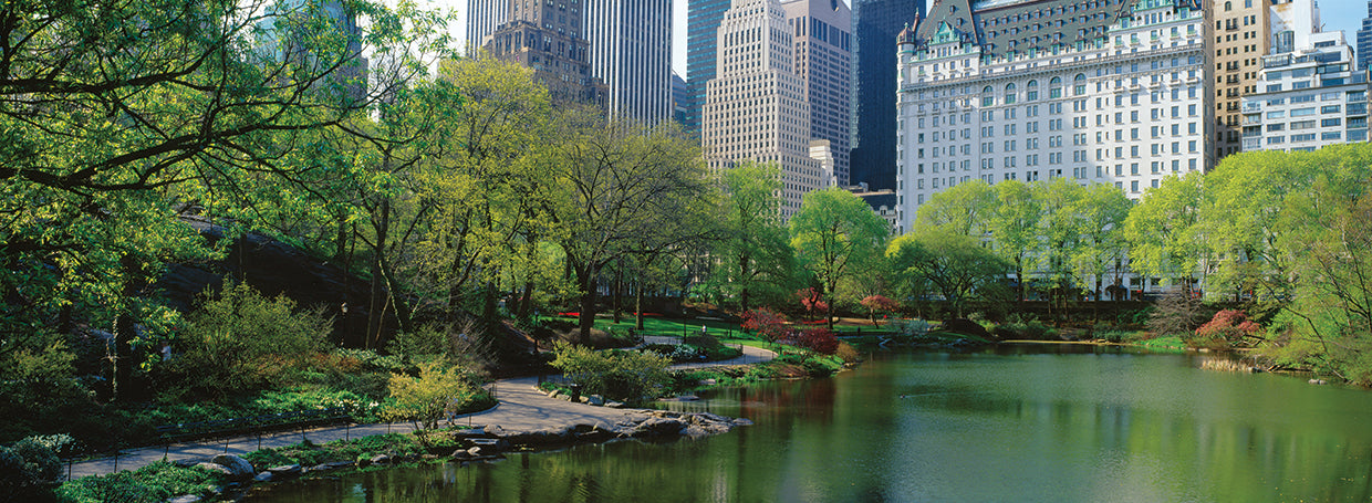 Pond in Central Park