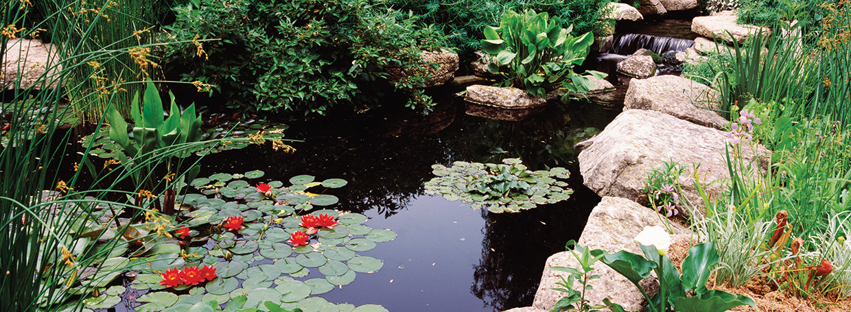 Nenúfares en Sunken Garden Lienzo