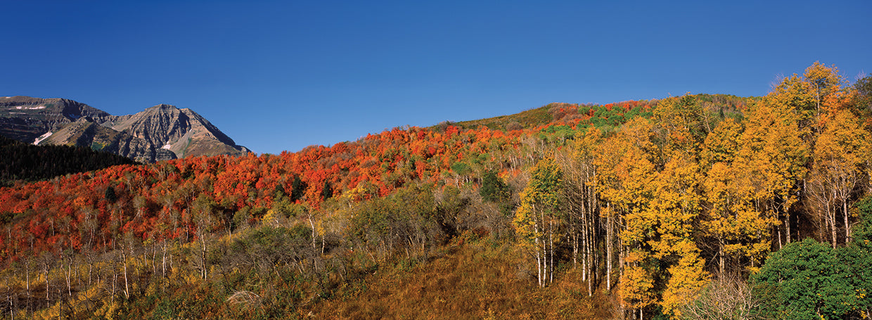 Wasatch Mountains Landscape