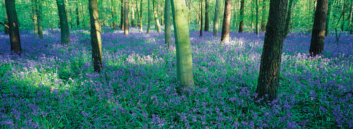 Bluebells in the Forest