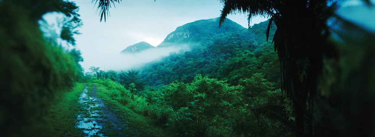 Rainforest Path in Belize
