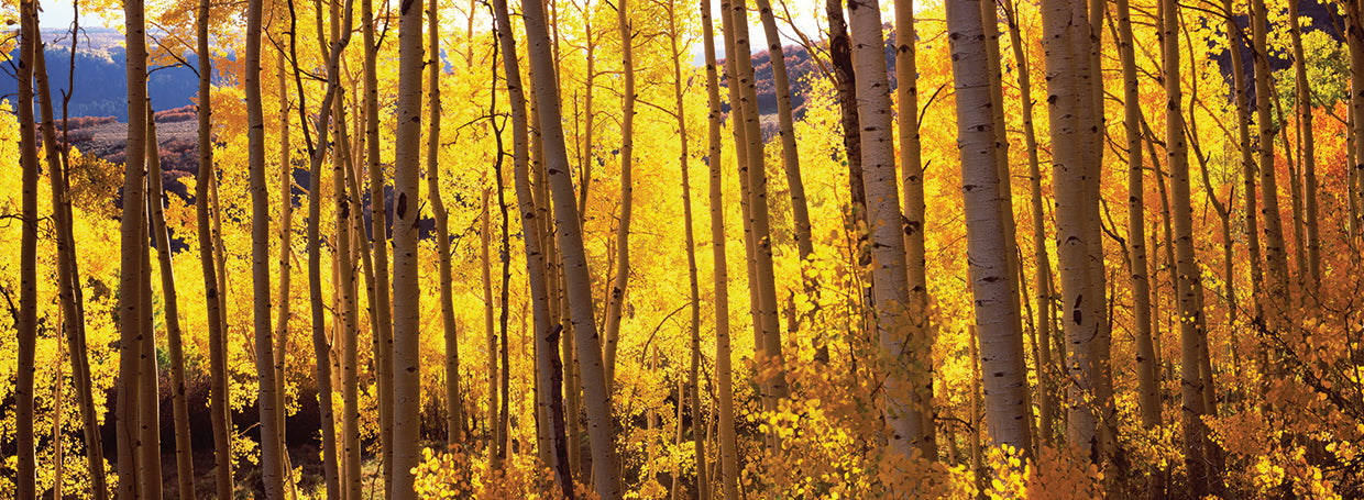 Colorado Autumn Aspens