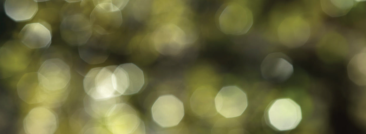 Bokeh Tree Sunlight
