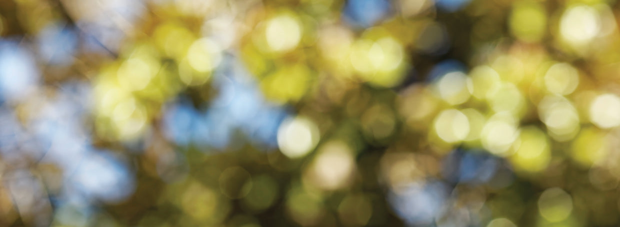 Bokeh Green and Blue