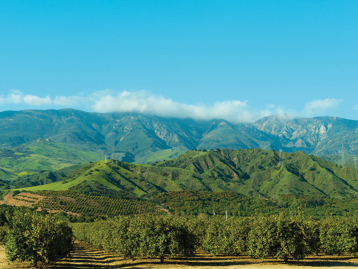 Orange Tree Grove, California