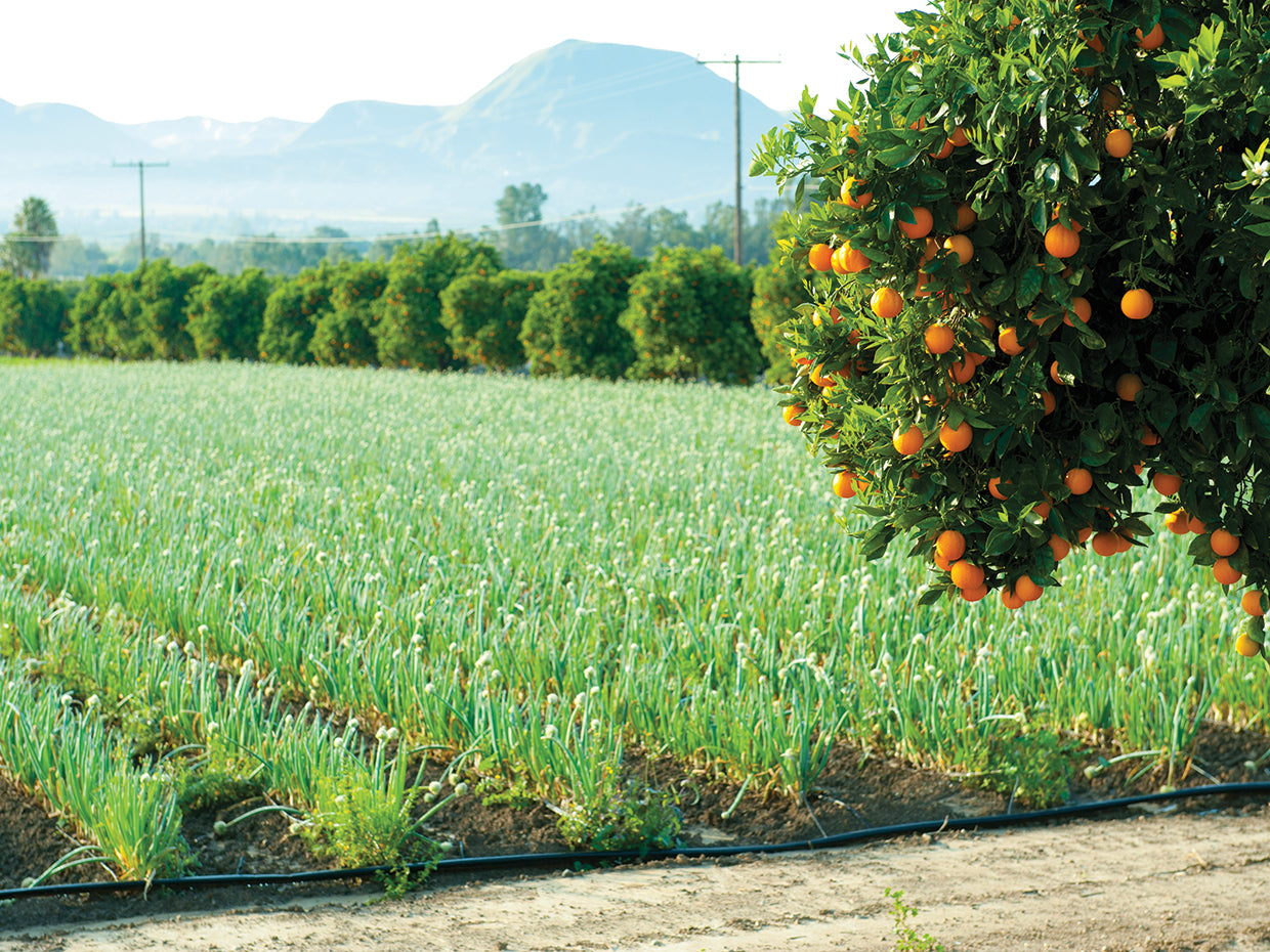 Orange Tree, California