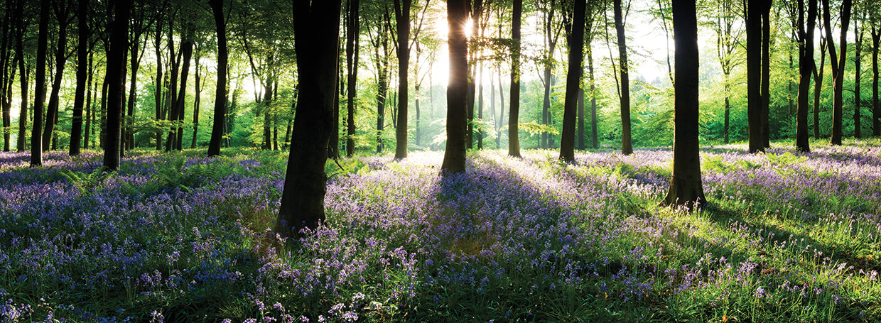 Bluebells, Micheldever, Hampshire, England