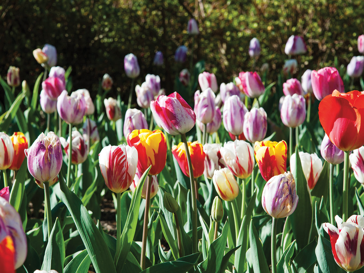 Tulipanes en Sherwood Gardens, Baltimore, Maryland Lienzo
