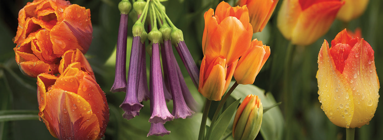 Close-up of orange and purple flowers