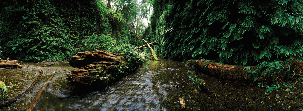 Prairie Creek State Park