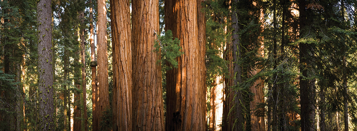 Redwood Trees in Sequoia