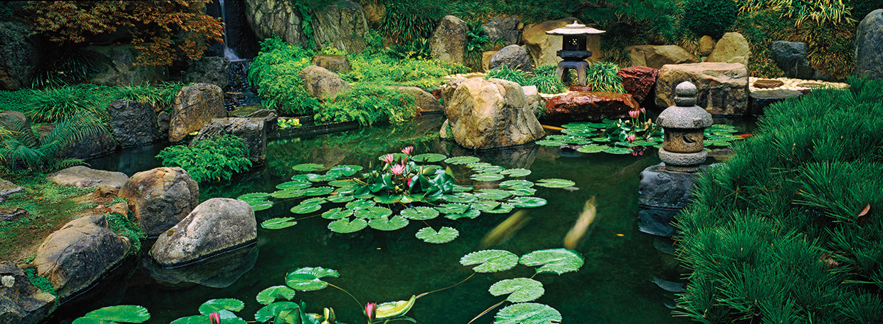 Lillies in Japanese Garden
