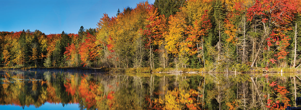 Trees in Lake Hiawatha