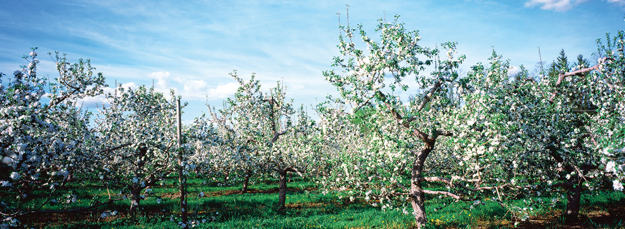 Hudson Valley Apple Orchard
