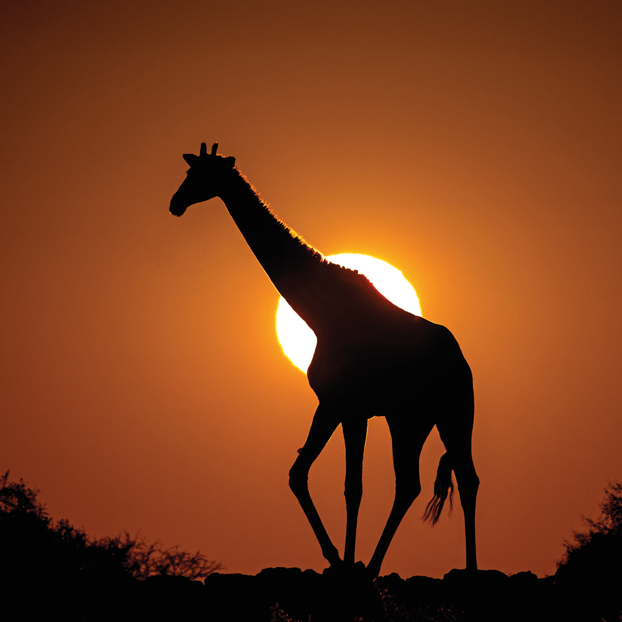 Giraffe in Namibia