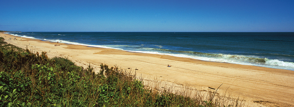 Grass in Montauk Point