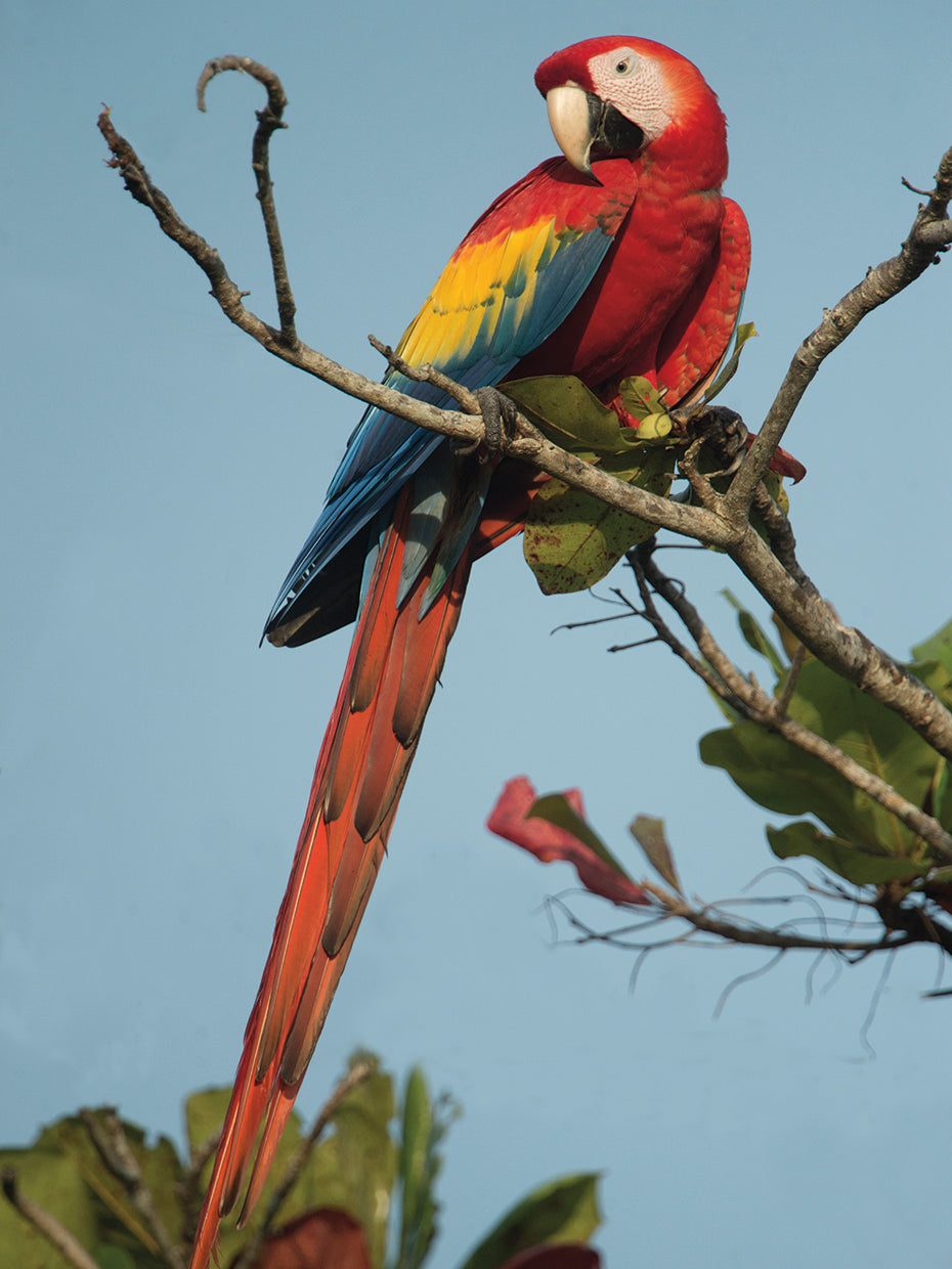 Macaw in Costa Rica
