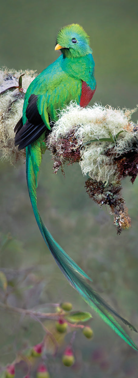 Resplendent Quetzal