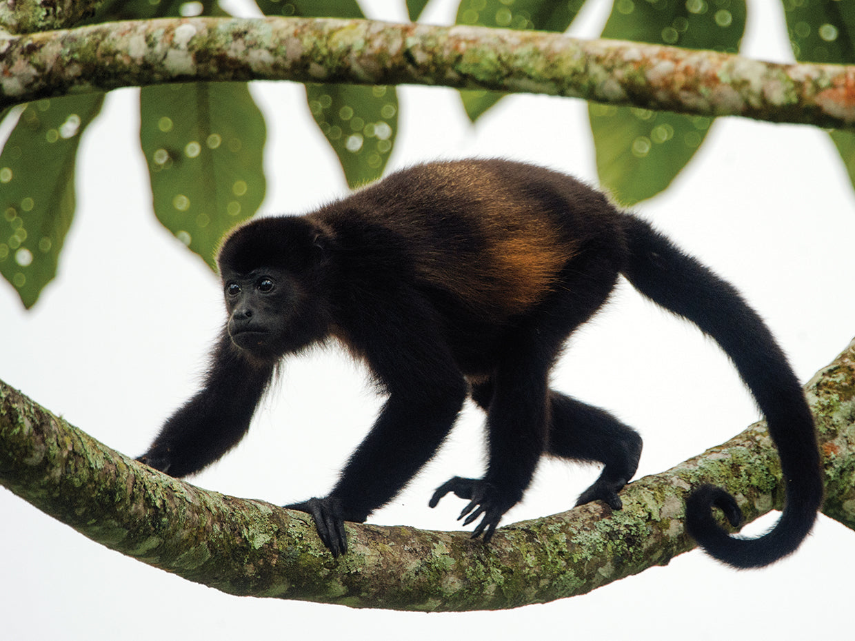 Monkey in Costa Rica