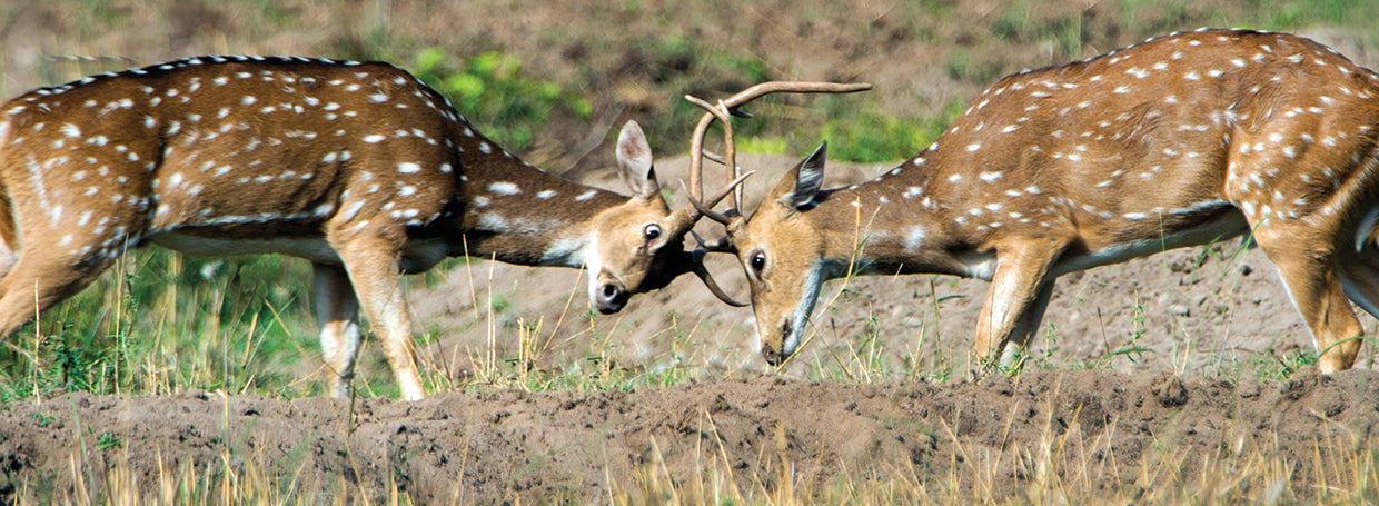 Spotted Deer Fightinng