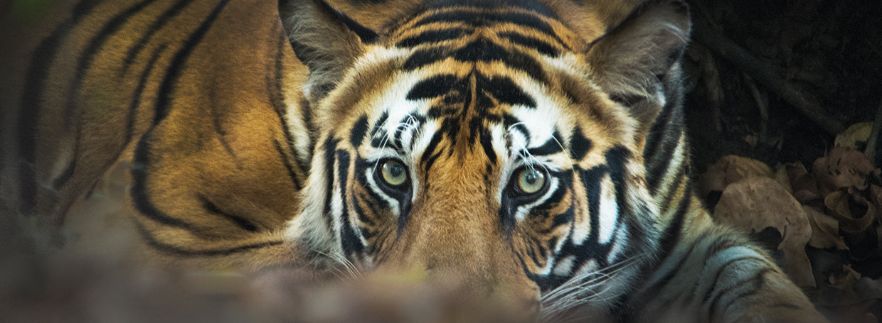 Bengal Tiger in India