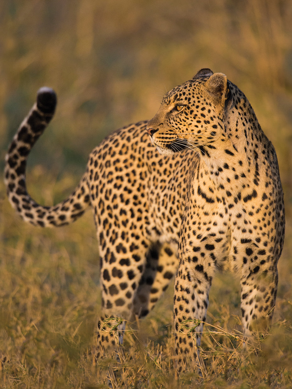 Leopardo en tanzania Lienzo