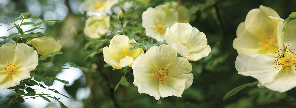 Yellow Flowers Close-Up