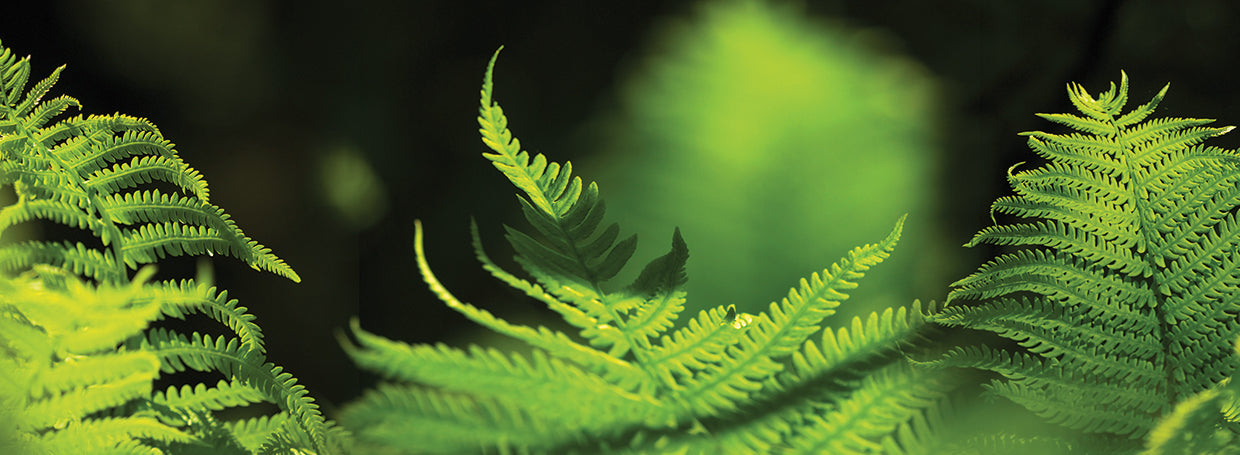 Ferns Leaves Up Close