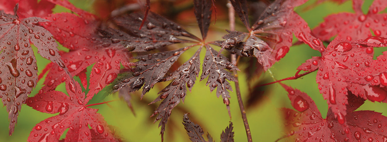 Raindrops On The Leaves