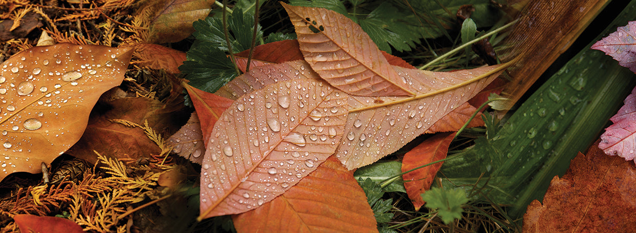 Raindrops On Leaves