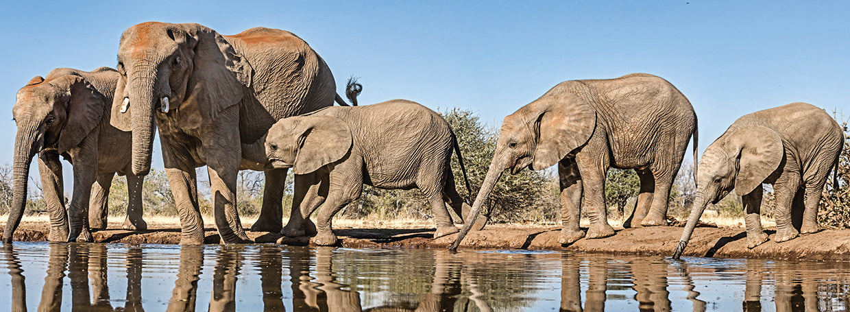 African Elephants in Botswana