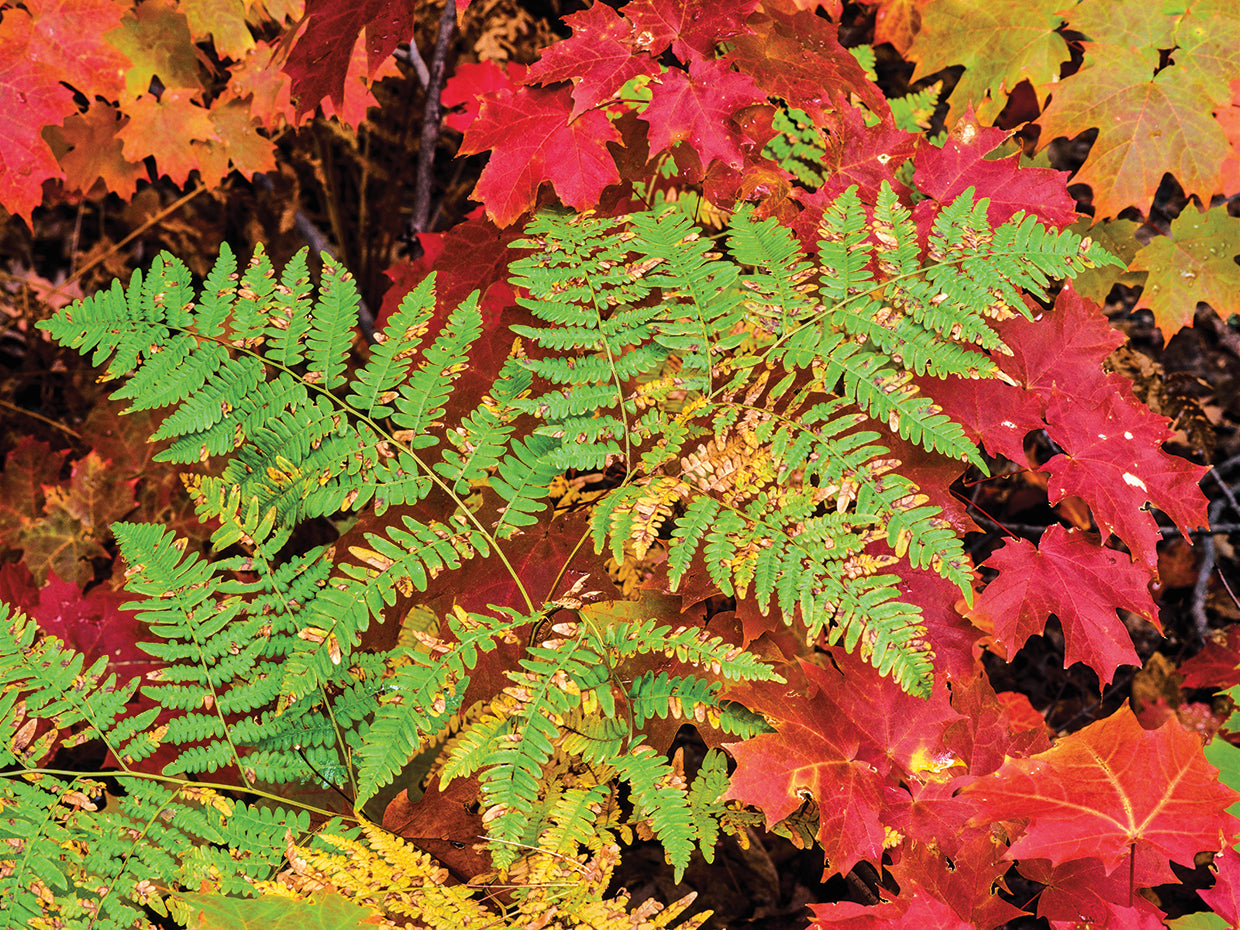 Close-Up of Autumn Leaves