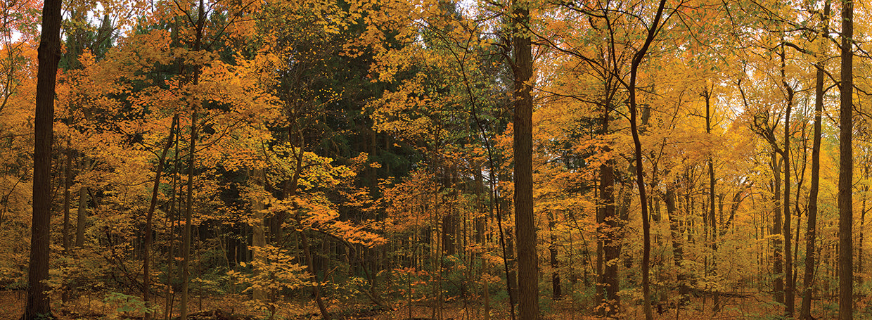 Trees in Illinois' Forest