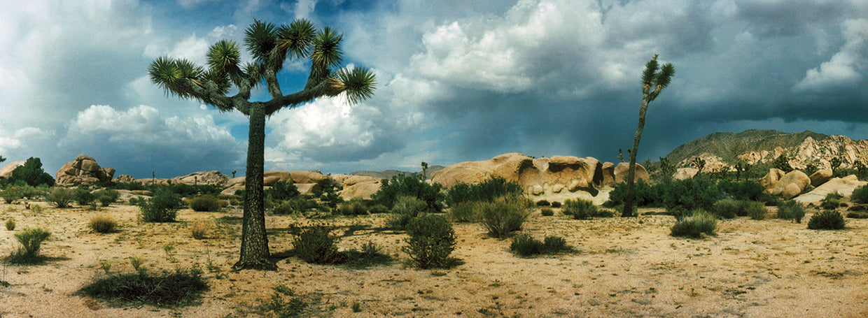 Joshua Tree National Park