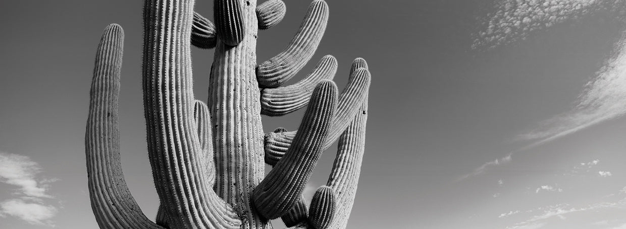 Cacti in Tucson, Arizona