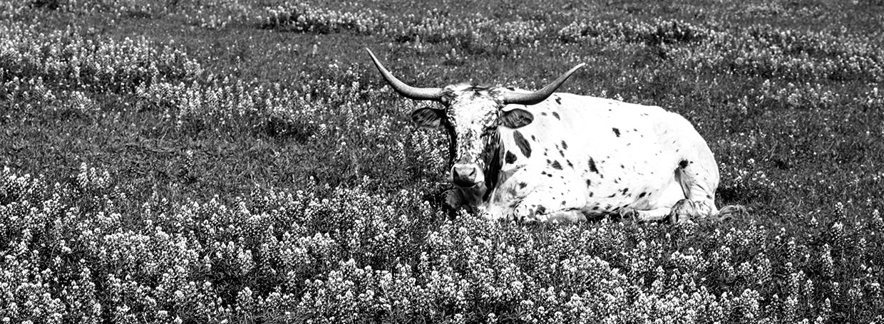 Vaca Longhorn en Texas Lienzo