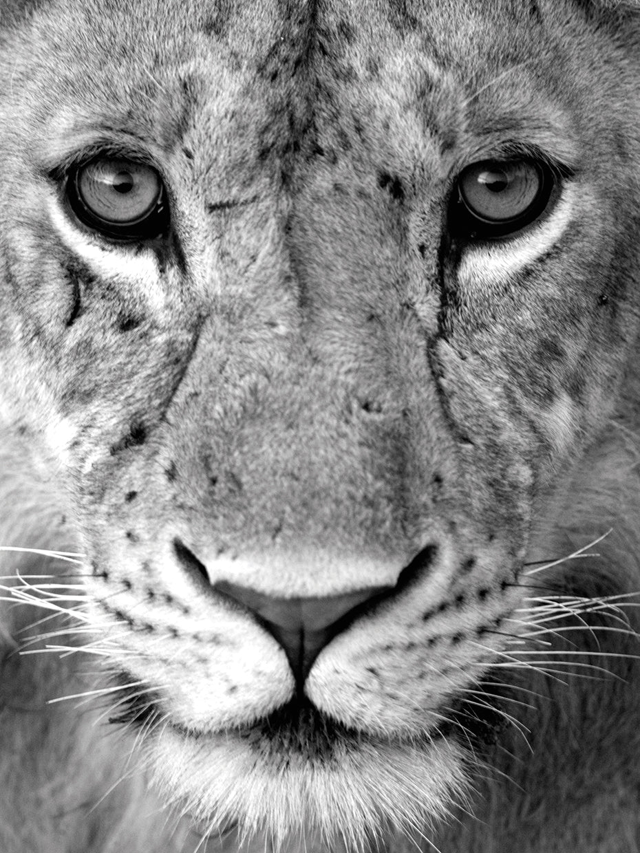 Leona en tanzania Lienzo