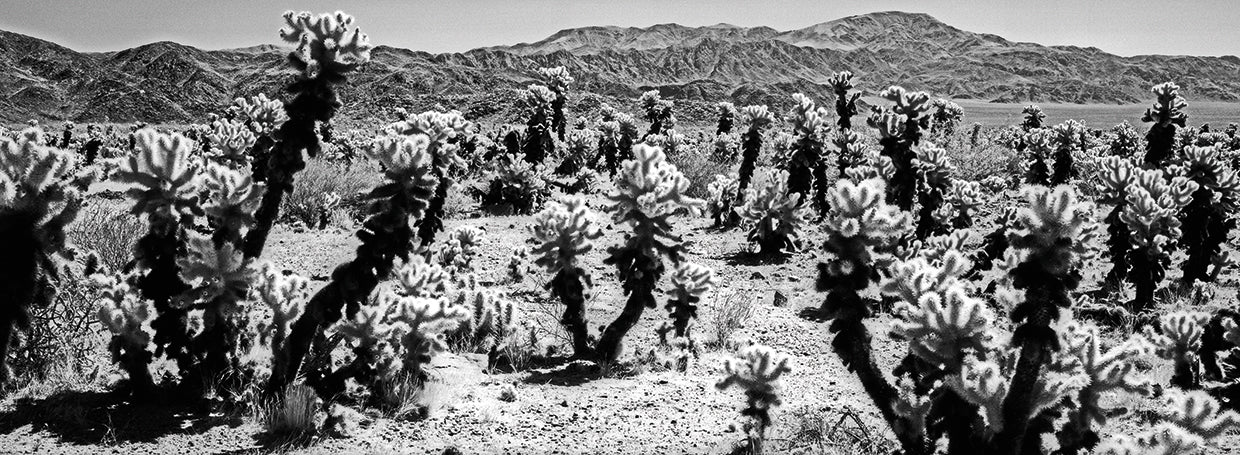 Cactus in Joshua Tree