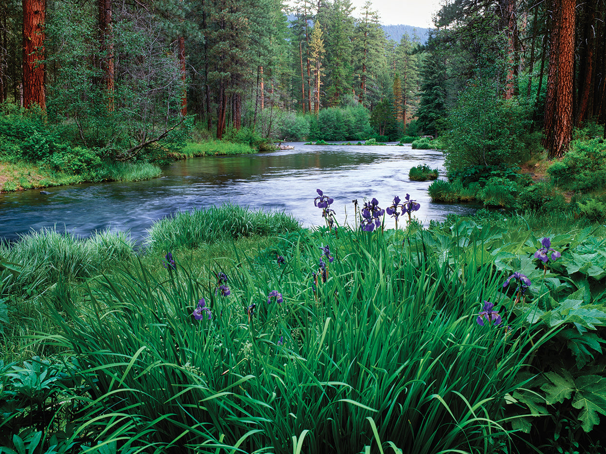 Iris Flowers in Oregon