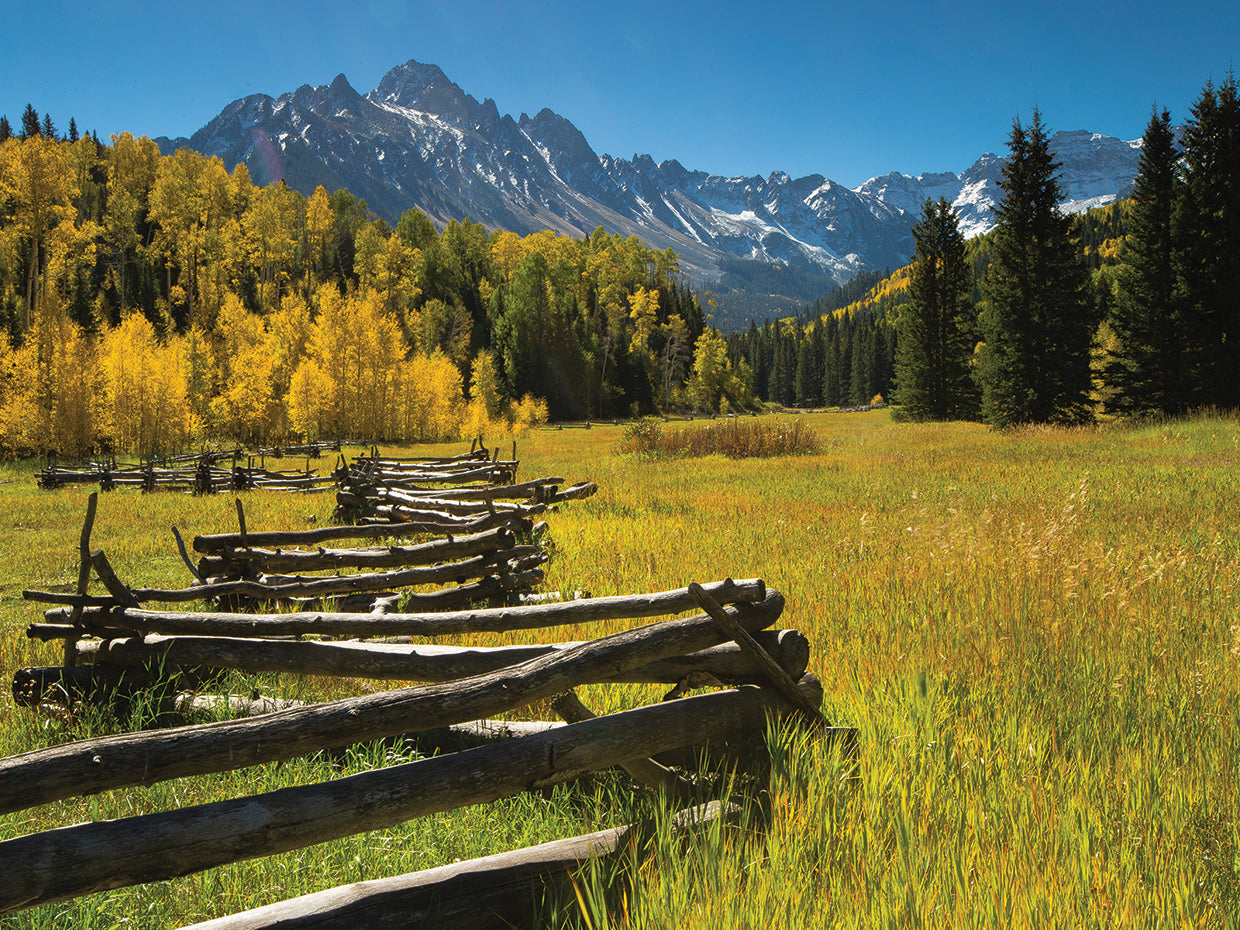 Fence in Aspen Forest