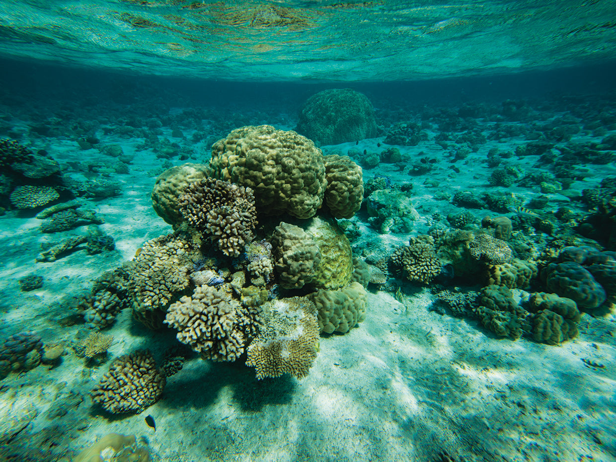 Bora Bora Coral Reef