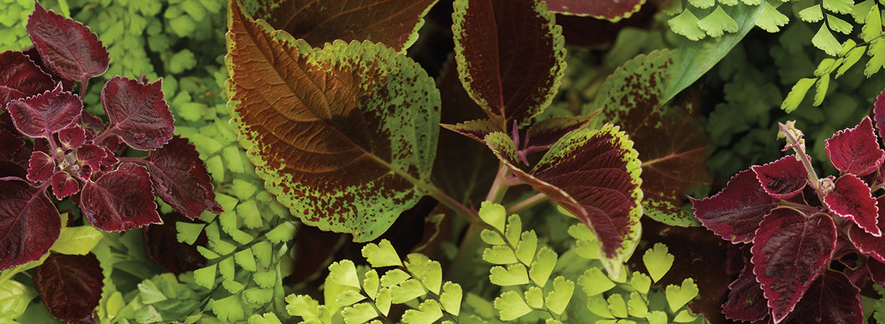 Coleus Leaves Close-Up