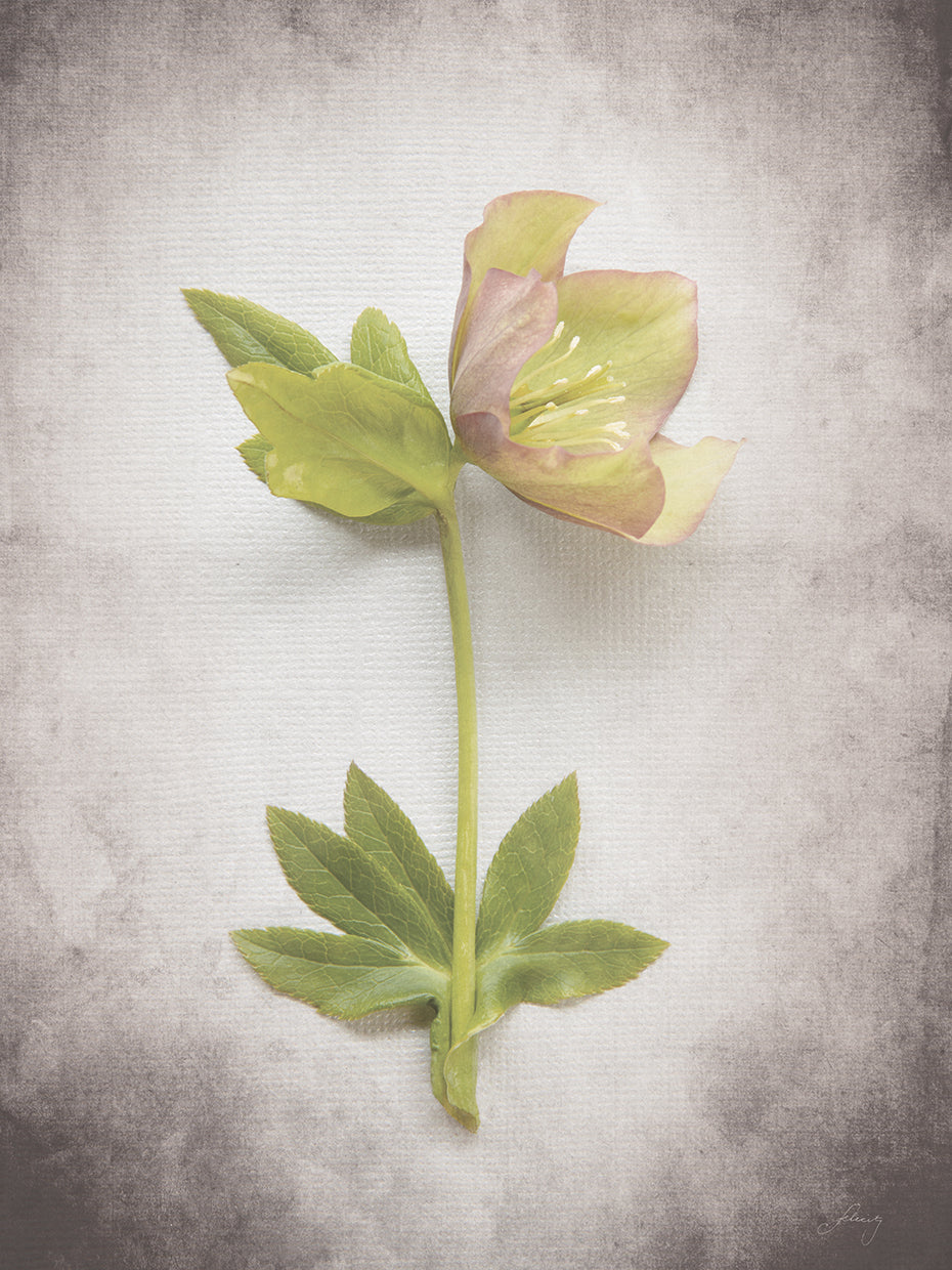 Vintage Hellebore Study III