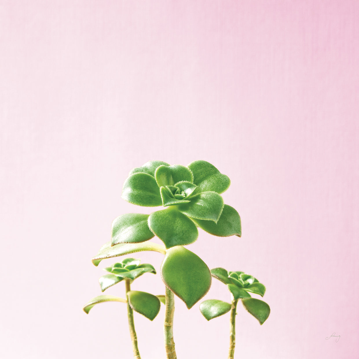 Succulent Simplicity IX on Pink