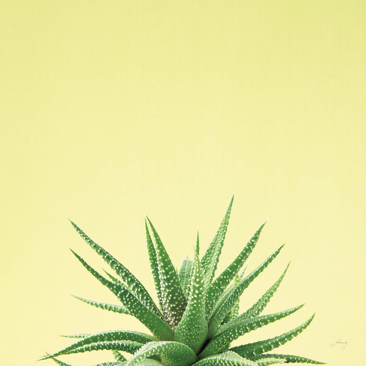 Succulent Simplicity I